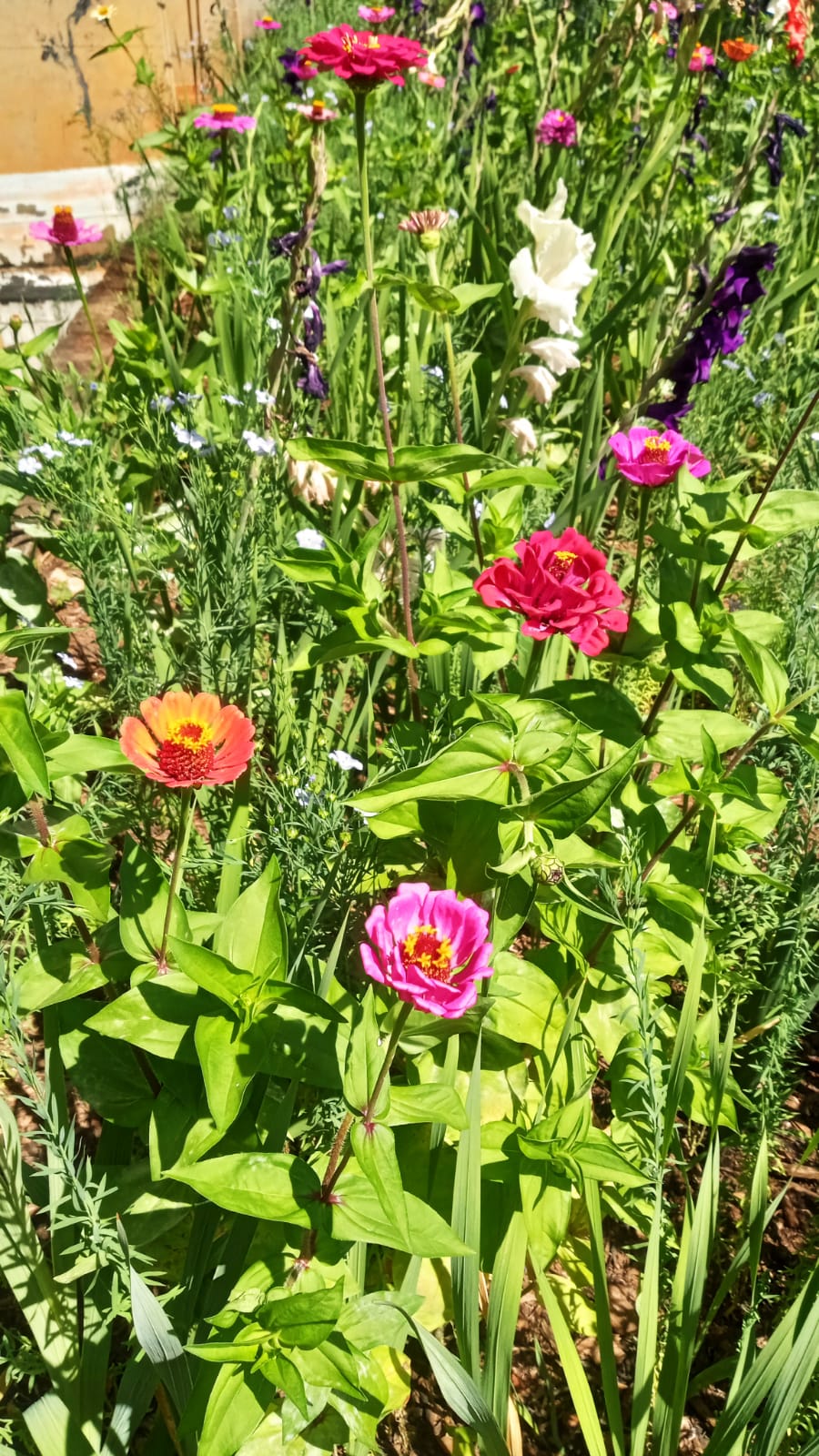 Flores coloridas no Jardim de Sequeiros da Universidade